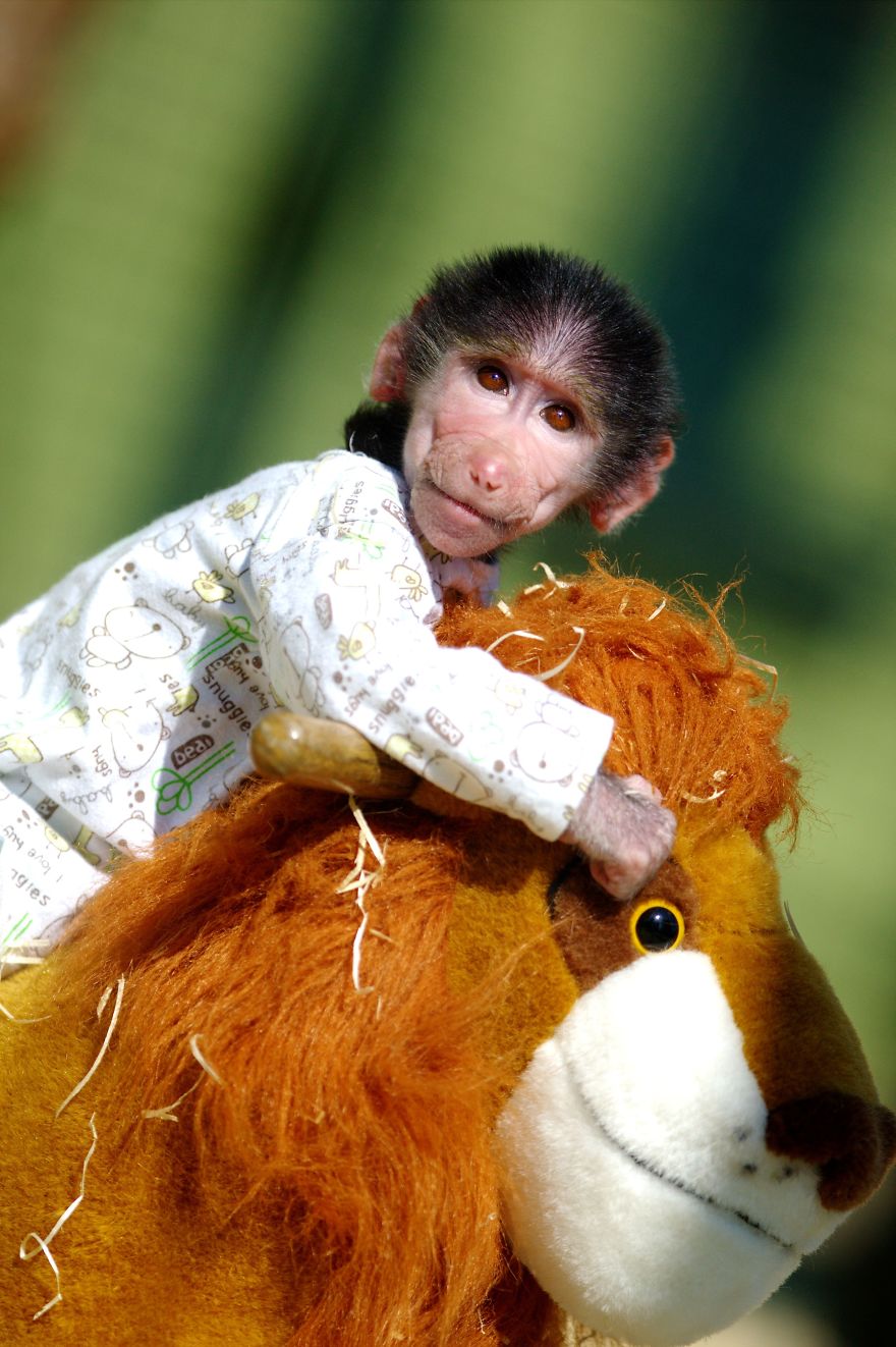 Cute Baby Monkey From Skopje Zoo Gets Treated Like A Child Cute Baby Monkey From Skopje Zoo Gets Treated Like A Child