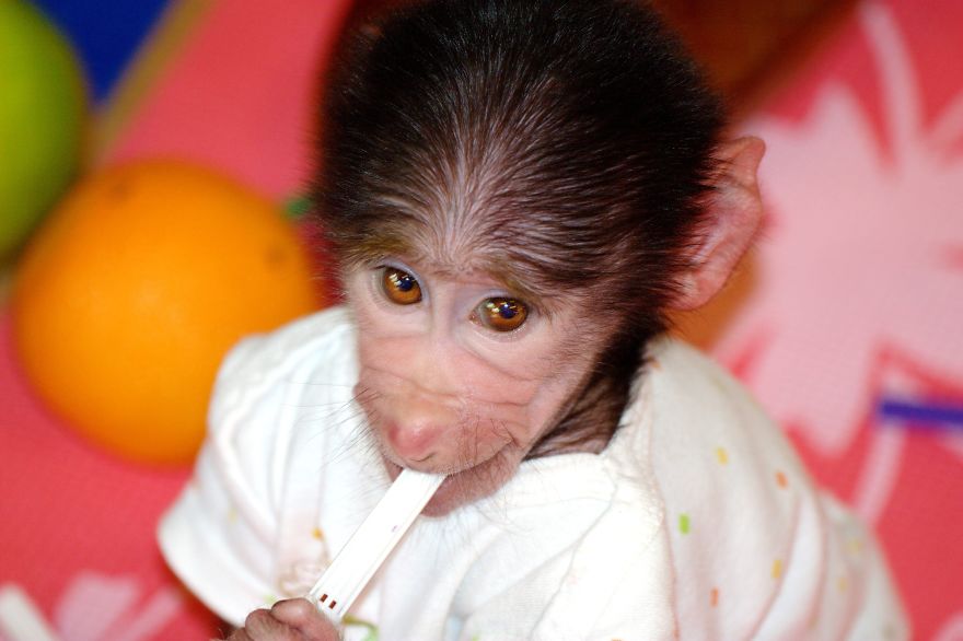 Cute Baby Monkey From Skopje Zoo Gets Treated Like A Child Cute Baby Monkey From Skopje Zoo Gets Treated Like A Child