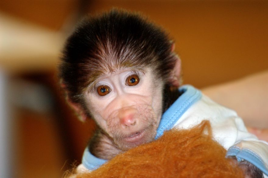 Cute Baby Monkey From Skopje Zoo Gets Treated Like A Child Cute Baby Monkey From Skopje Zoo Gets Treated Like A Child