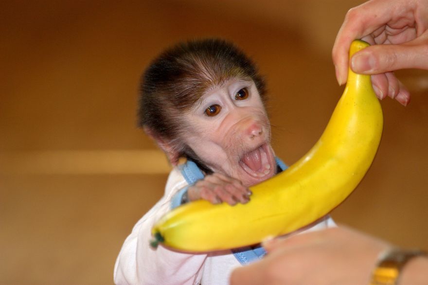 Cute Baby Monkey From Skopje Zoo Gets Treated Like A Child Cute Baby Monkey From Skopje Zoo Gets Treated Like A Child