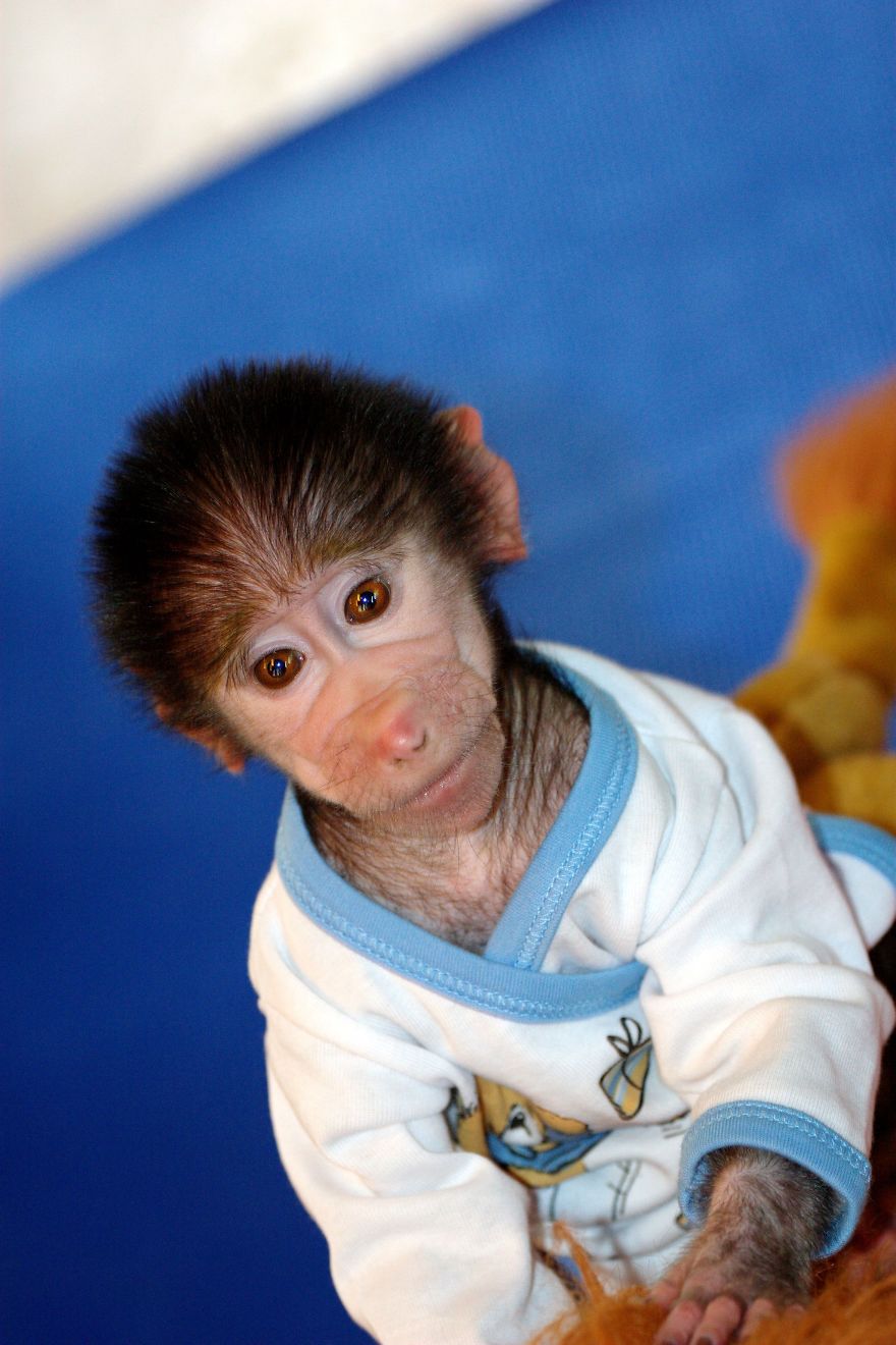 Cute Baby Monkey From Skopje Zoo Gets Treated Like A Child Cute Baby Monkey From Skopje Zoo Gets Treated Like A Child