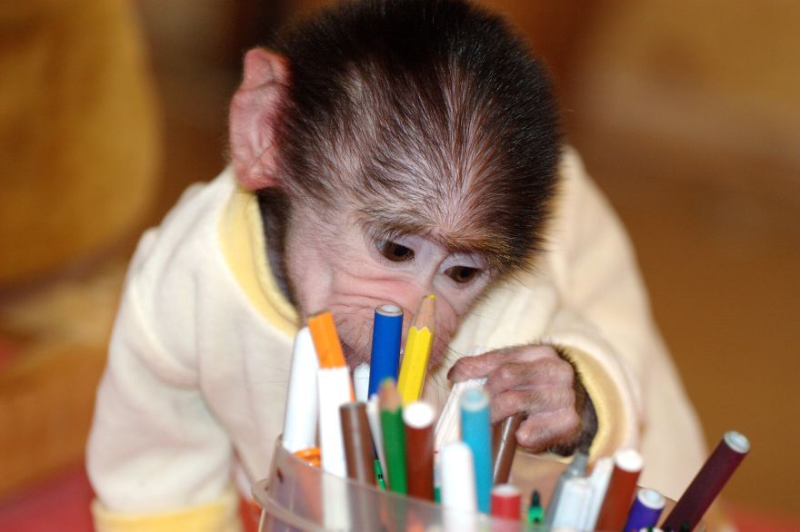Cute Baby Monkey From Skopje Zoo Gets Treated Like A Child