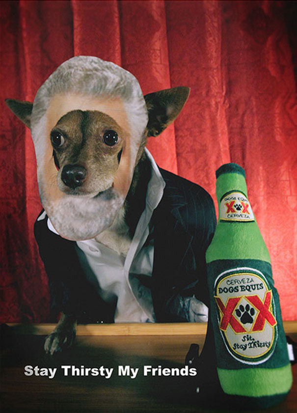 "the Most Interesting Dog In The World"