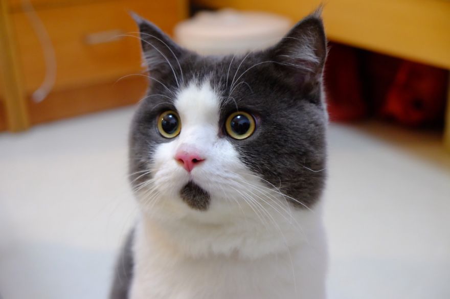 Meet The OMG Cat, The Feline Who Is Always Surprised Meet The OMG Cat, The Feline Who Is Always Surprised