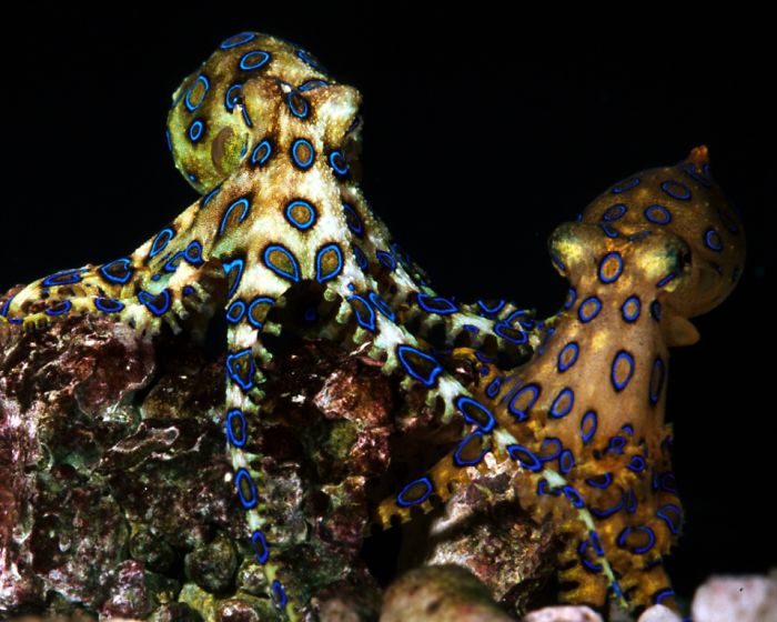 Hapalochalena Lunulata