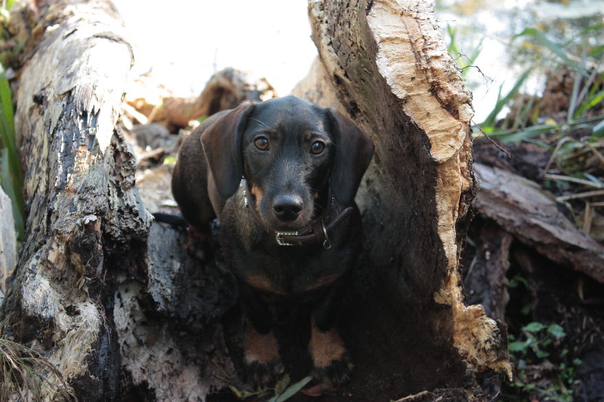 Dachshund Exploring A Hollow Tree