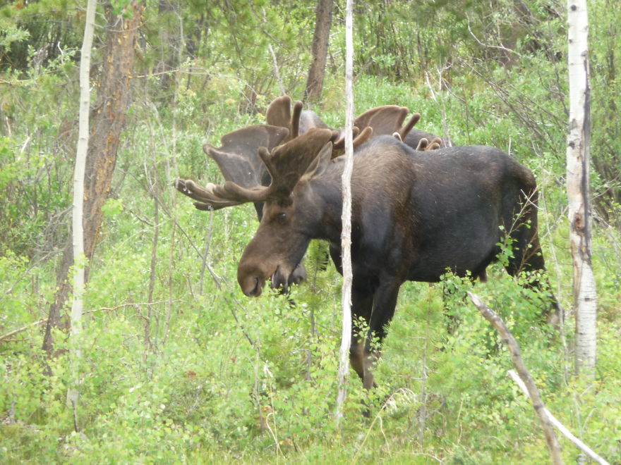 Moose Near Our Cabin On Columbine Lake, Co