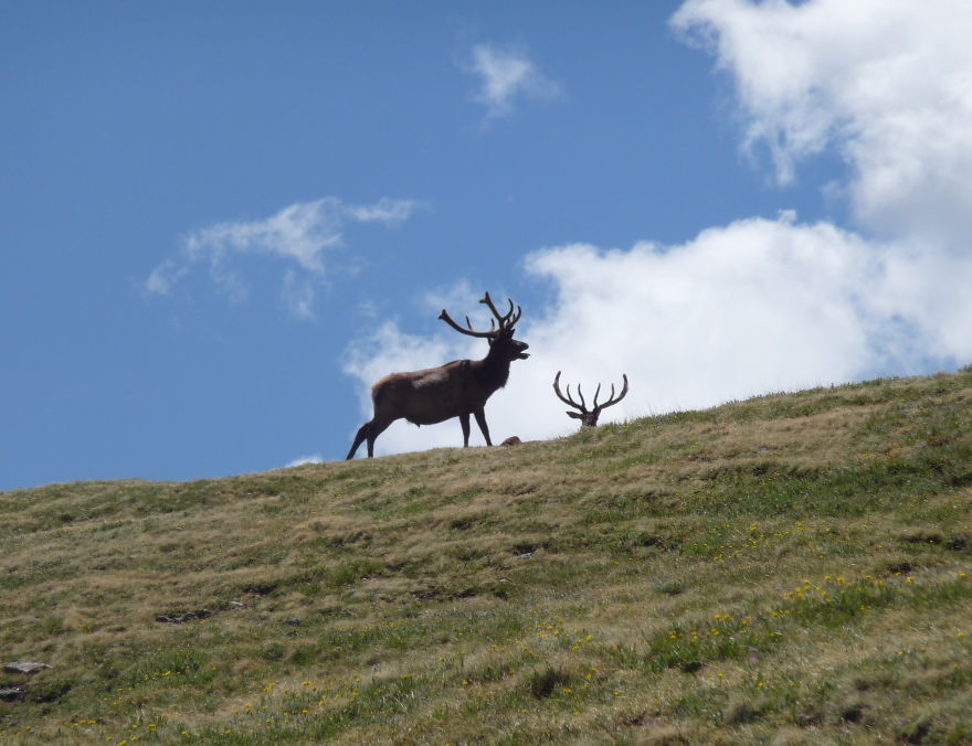 Elk Bugling On Trail Ridge Road, Co