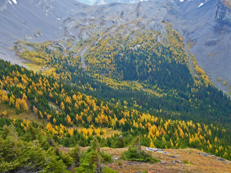 Larch And Evergreen Forest, Canadian Rockies