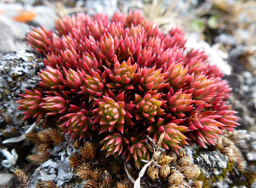 Alpine Plant In Autumn, Canadian Rockies