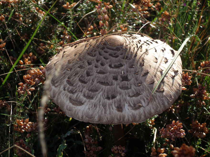 Lepiota - Northern Spain