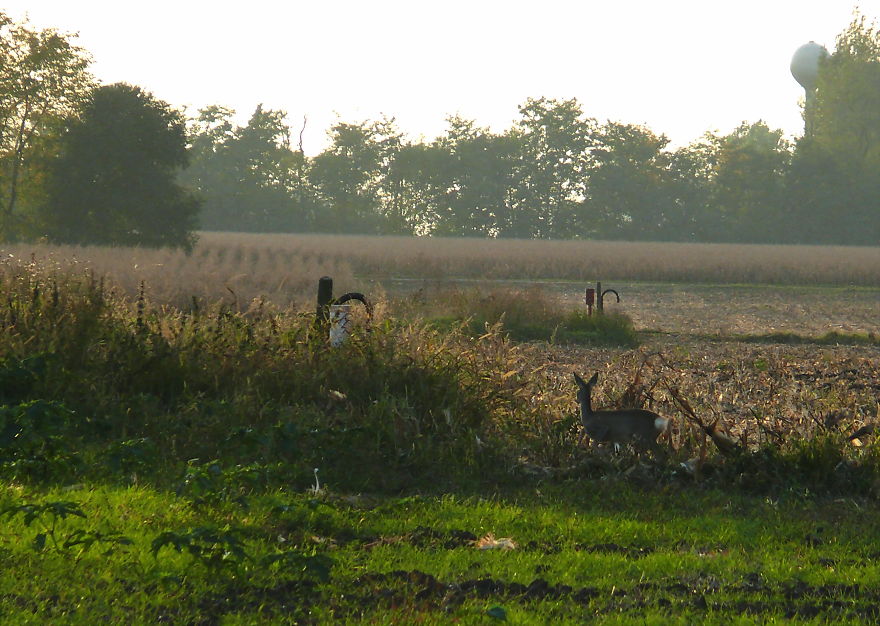 Together With The Last Sunbeams Of The Day