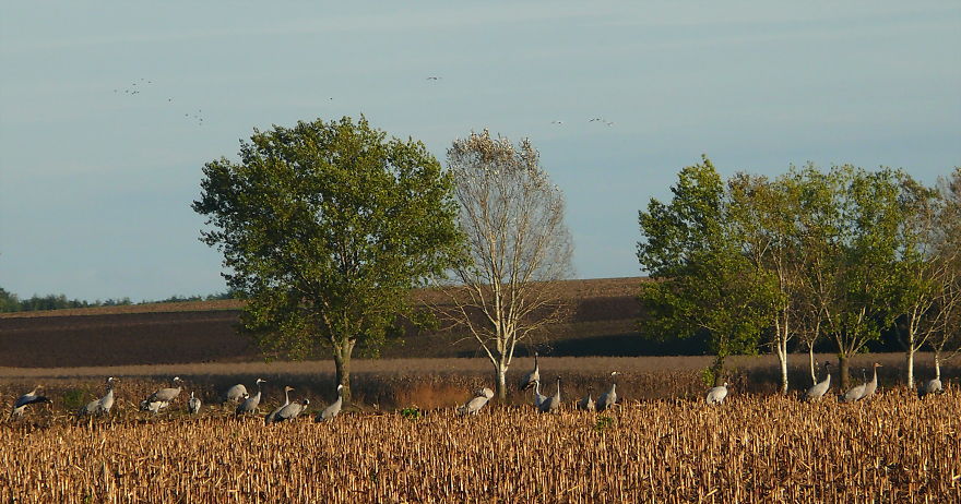 Noisy Meeting On The Fields