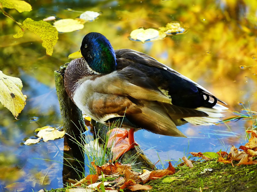 Autumn Mallard