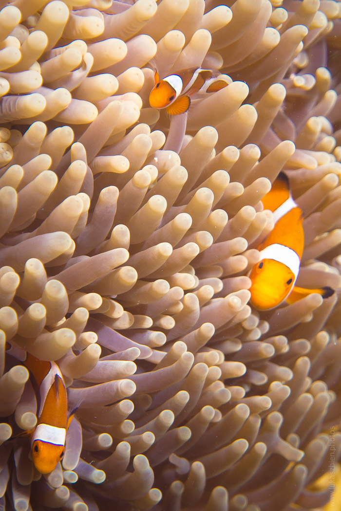 Clownfish Family
