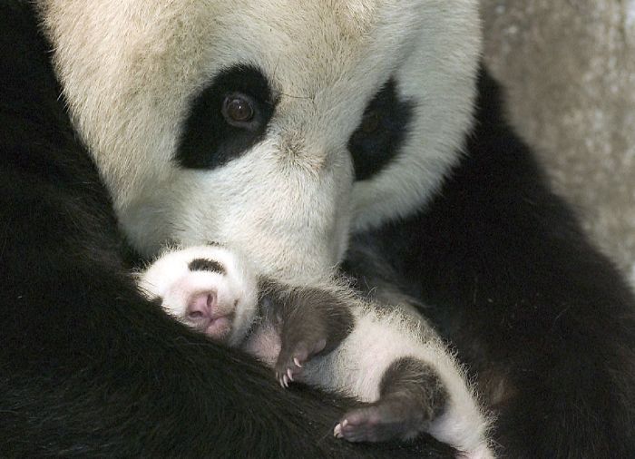A Panda And Her Cub
