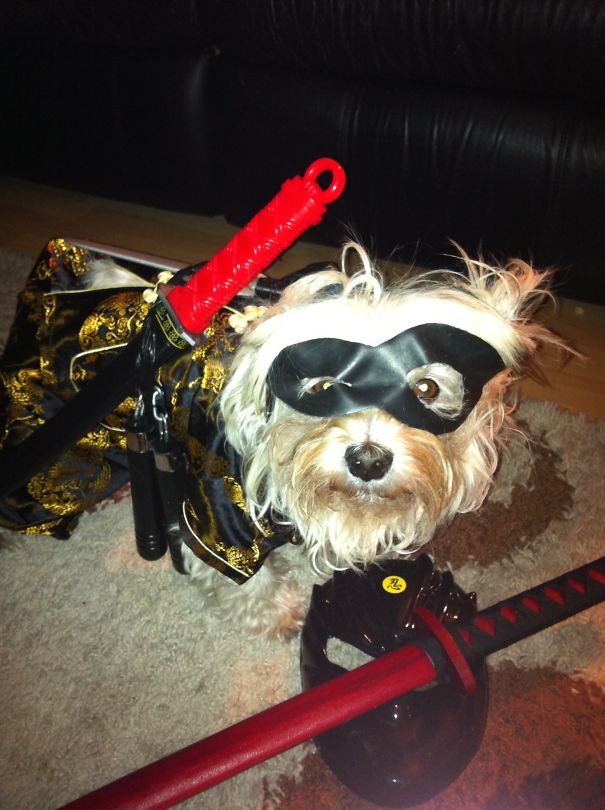 Ninja Mr. Peabody