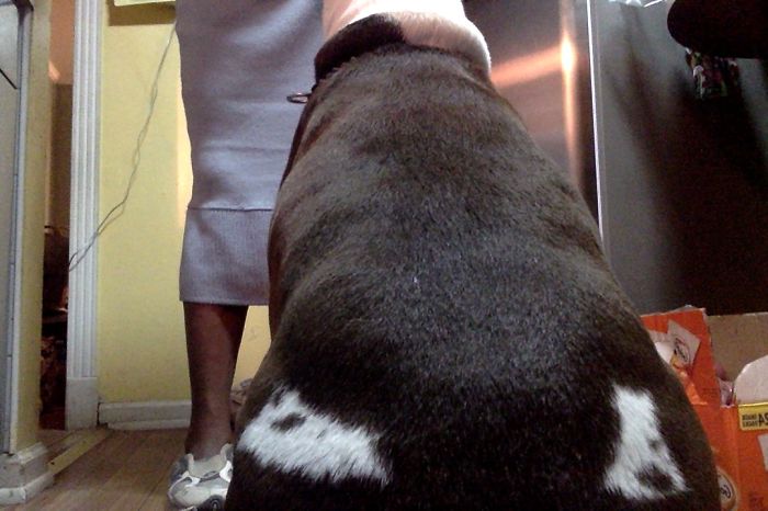 Right Rump Capital A And Left Rump A Face Side Profile Of A Lemur Lying Down.