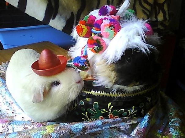 Tequila Pompom Pigz