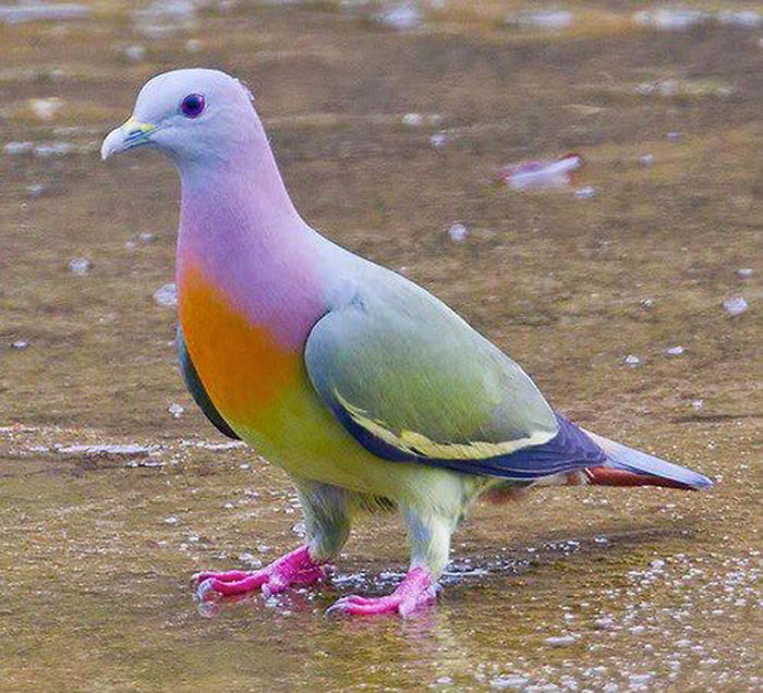 The Pink Necked Green Pidgeon