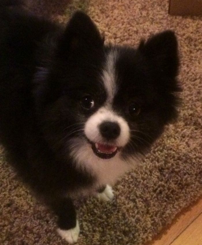 Happy Pom!