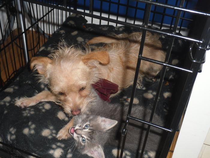 Mommy Dog And Baby Kitty