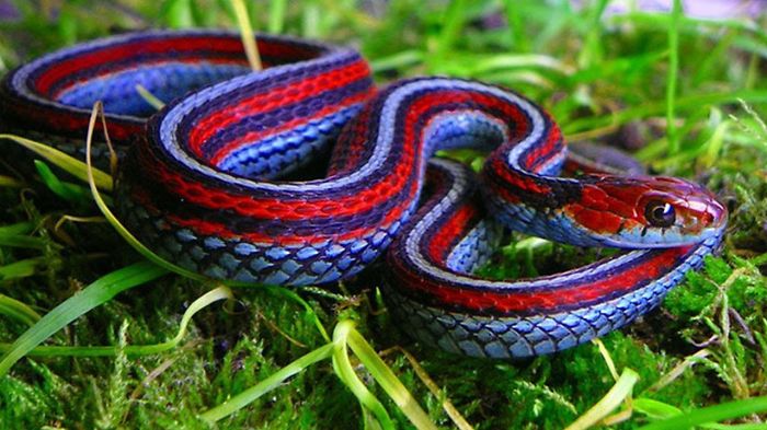 Thamnophis Sirtalis