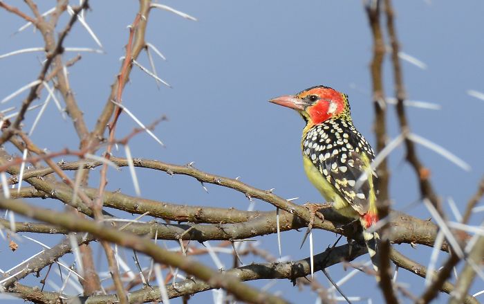 Red-and-yellow Barbet