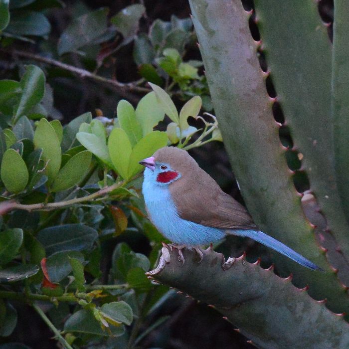 Red-cheeked Cordon-bleu