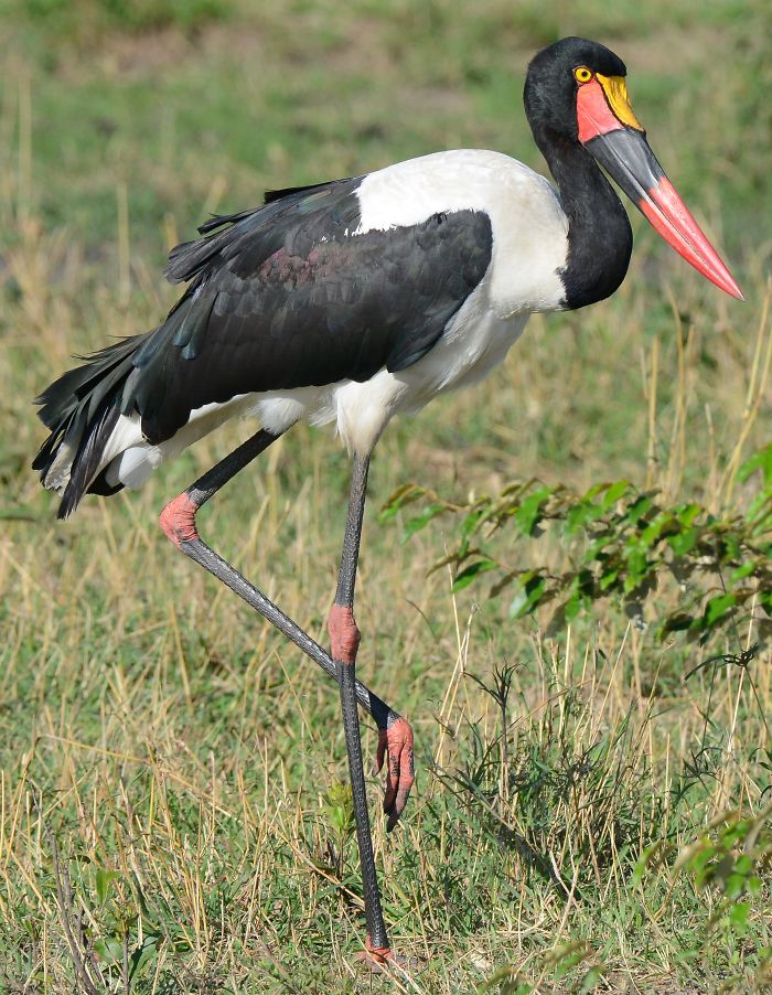 Saddle-billed Stork