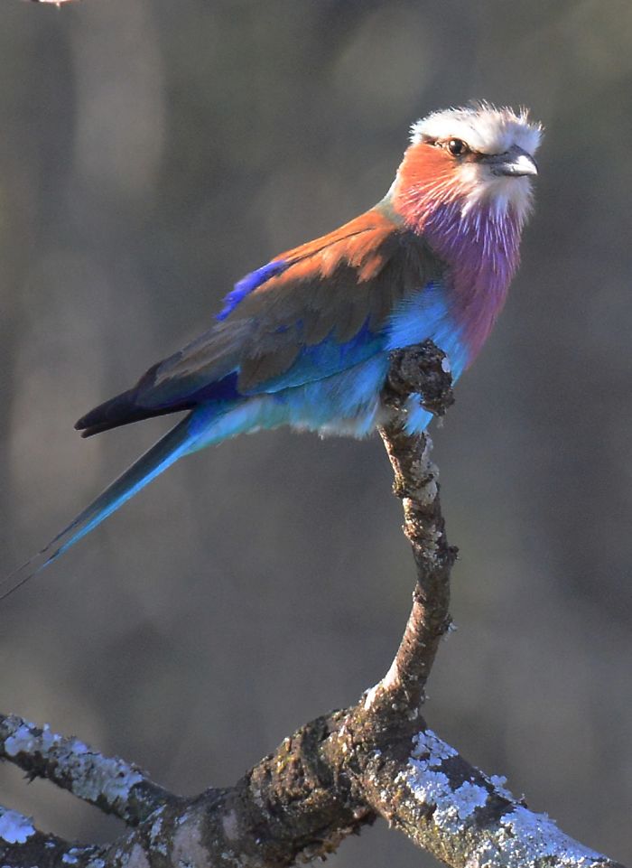 Lilac-breasted Roller