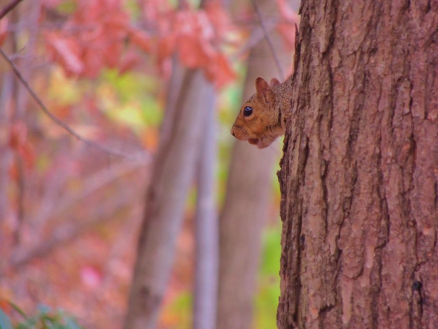 Sneaky Squirrel