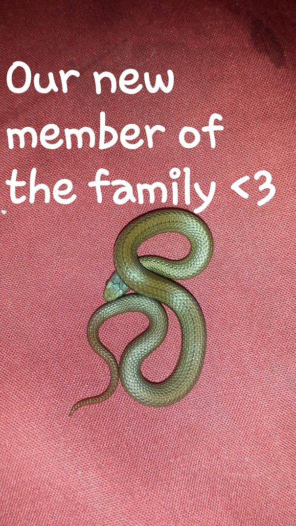 Found This Little Girl Walking Home :) 6 Week Old Copper Belly