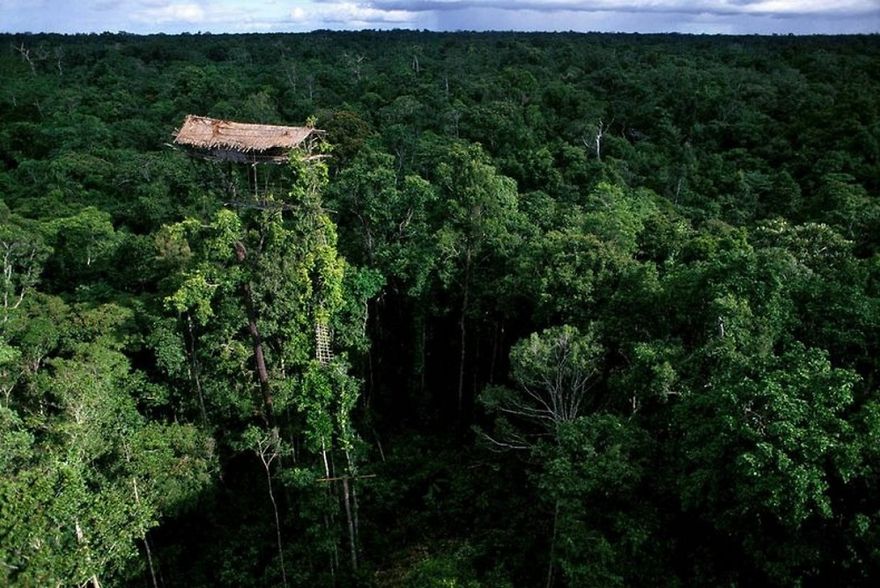 Korowai Tribe House In Tree, Papua New Guinea