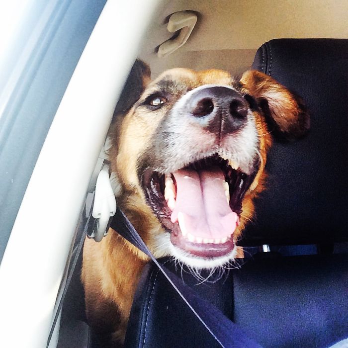 Car Rides Are The Best!