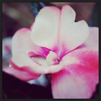 tenshi0tsubasa avatar