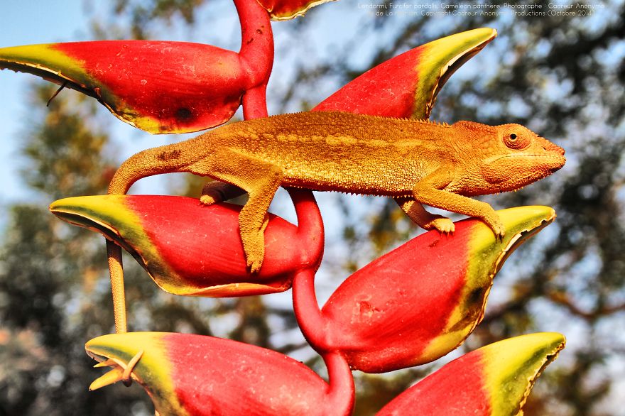 Chameleon Panthers Climbing Flowers Are Just Too Photogenic