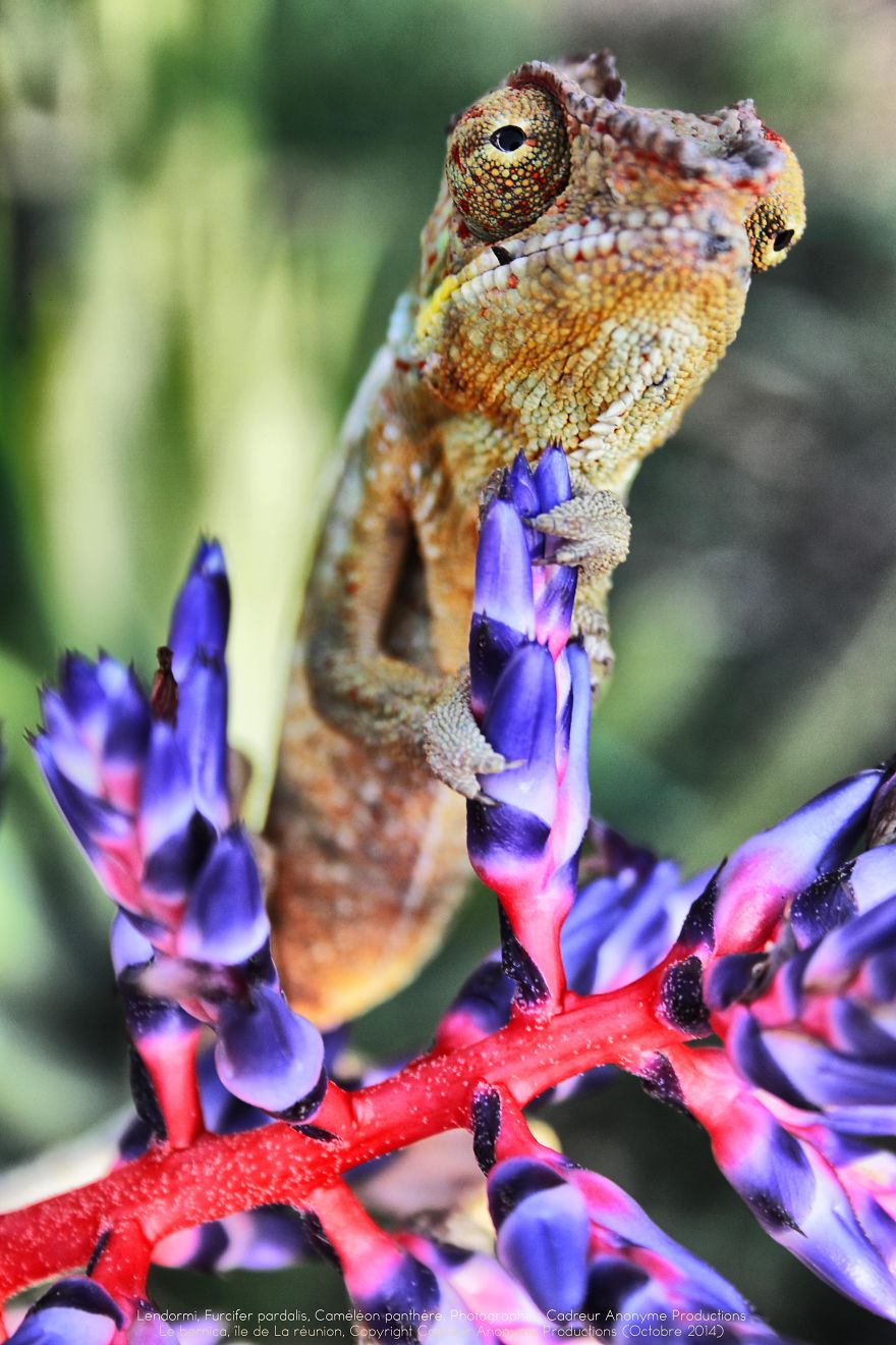 Chameleon Panthers Climbing Flowers Are Just Too Photogenic Chameleon Panthers Climbing Flowers Are Just Too Photogenic