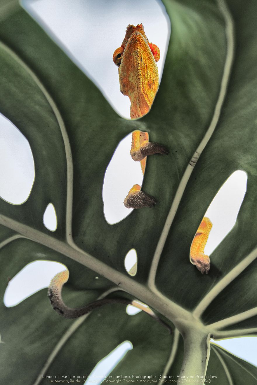 Chameleon Panthers Climbing Flowers Are Just Too Photogenic