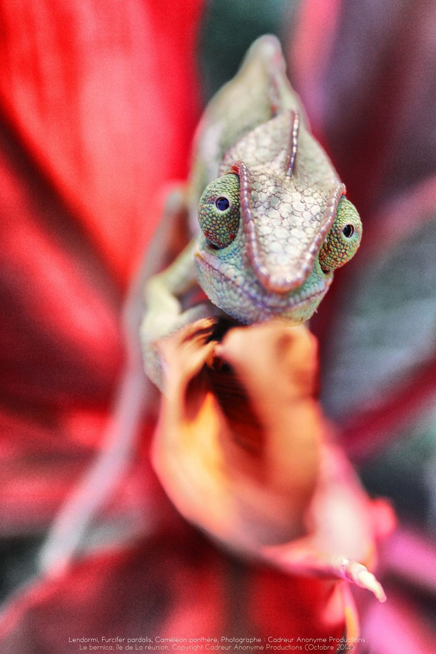 Chameleon Panthers Climbing Flowers Are Just Too Photogenic Chameleon Panthers Climbing Flowers Are Just Too Photogenic