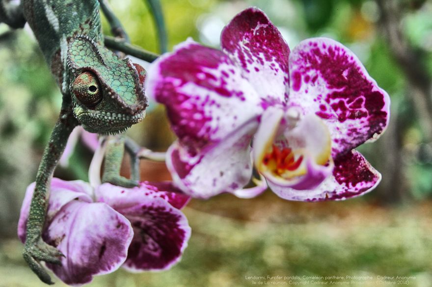 Chameleon Panthers Climbing Flowers Are Just Too Photogenic Chameleon Panthers Climbing Flowers Are Just Too Photogenic