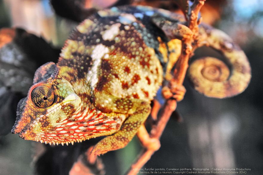 Chameleon Panthers Climbing Flowers Are Just Too Photogenic Chameleon Panthers Climbing Flowers Are Just Too Photogenic