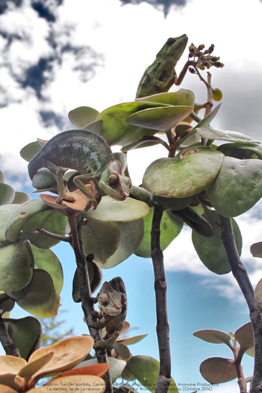 Chameleon Panthers Climbing Flowers Are Just Too Photogenic Chameleon Panthers Climbing Flowers Are Just Too Photogenic