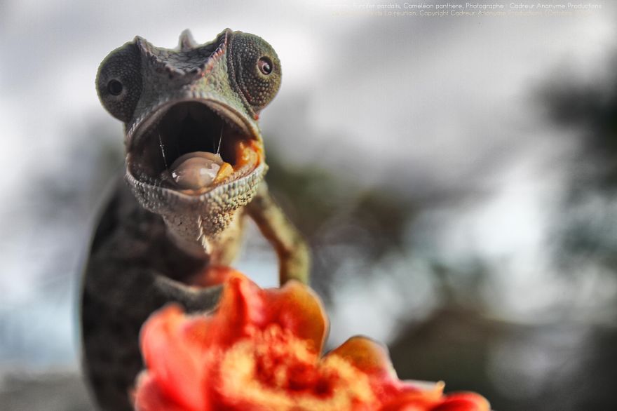 Chameleon Panthers Climbing Flowers Are Just Too Photogenic