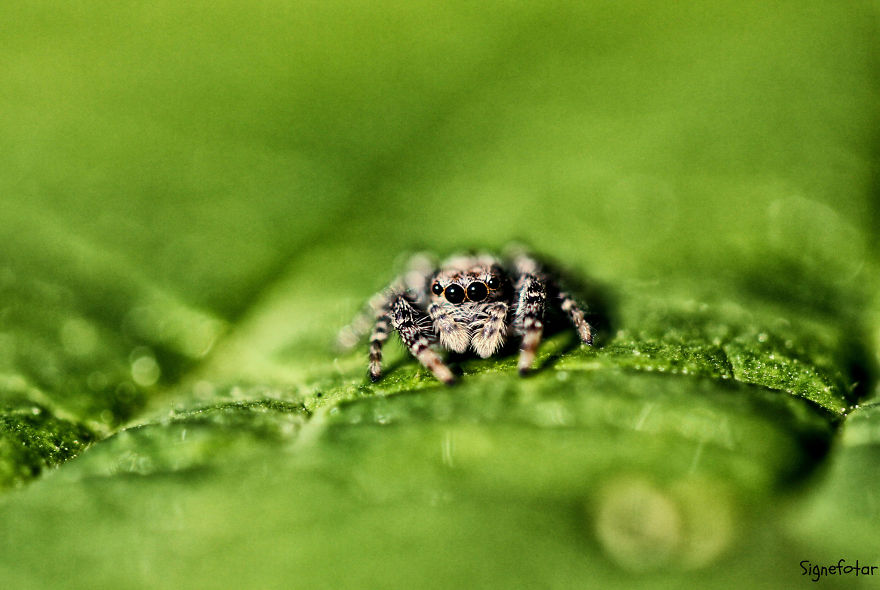 When I Bought A Macro Lens, I've Discovered A Whole New World - Snails Look Nice And Spiders Are Cute