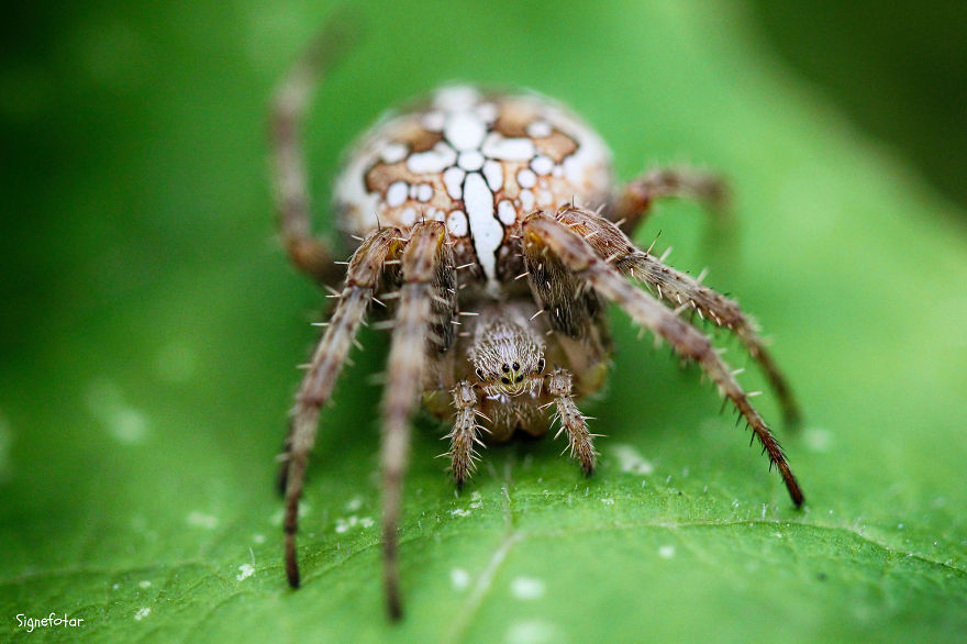 When I Bought A Macro Lens, I've Discovered A Whole New World - Snails Look Nice And Spiders Are Cute When I Bought A Macro Lens, I've Discovered A Whole New World - Snails Look Nice And Spiders Are Cute