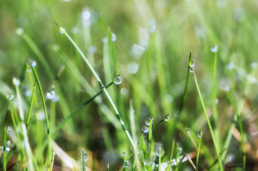 When I Bought A Macro Lens, I've Discovered A Whole New World - Snails Look Nice And Spiders Are Cute When I Bought A Macro Lens, I've Discovered A Whole New World - Snails Look Nice And Spiders Are Cute