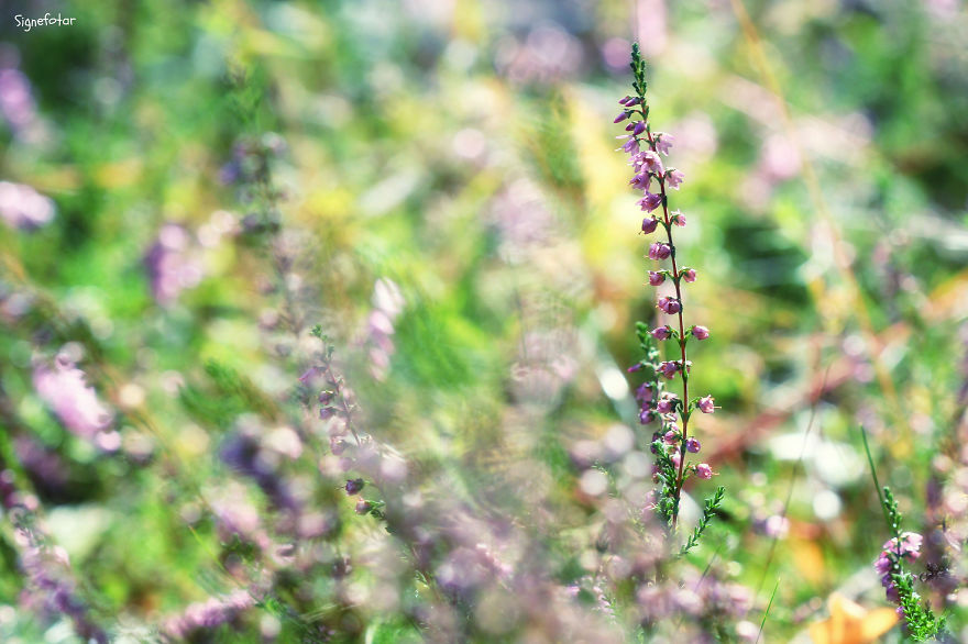 When I Bought A Macro Lens, I've Discovered A Whole New World - Snails Look Nice And Spiders Are Cute