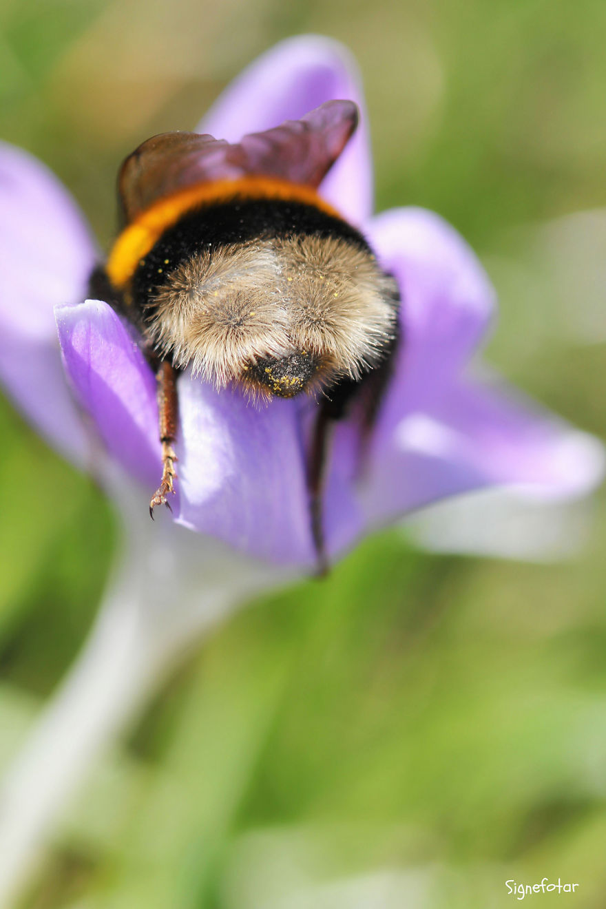 When I Bought A Macro Lens, I've Discovered A Whole New World - Snails Look Nice And Spiders Are Cute