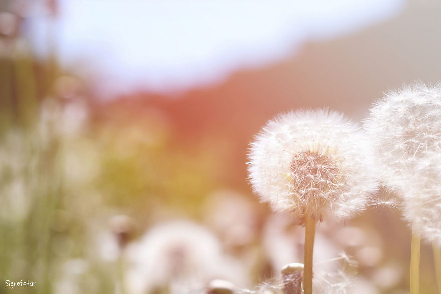 When I Bought A Macro Lens, I've Discovered A Whole New World - Snails Look Nice And Spiders Are Cute